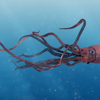 Colossal squid wallpaper