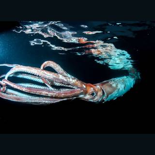 Colossal squid wallpaper
