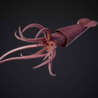 Colossal squid wallpaper
