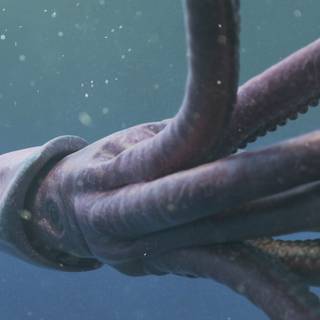 Colossal squid wallpaper