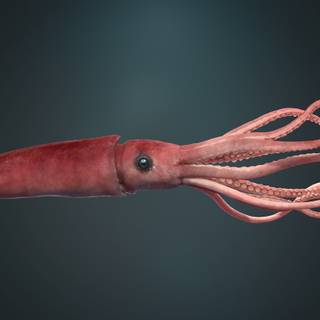 Colossal squid wallpaper