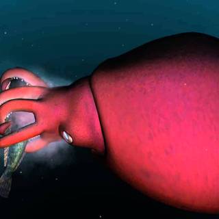 Colossal squid wallpaper