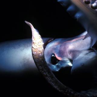 Colossal squid wallpaper