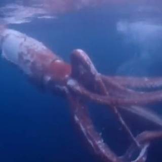 Colossal squid wallpaper