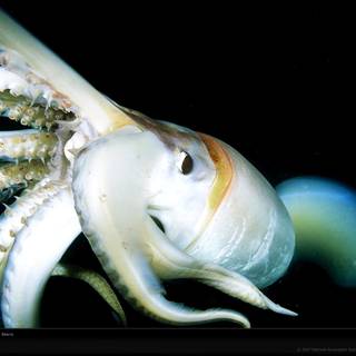 Colossal squid wallpaper