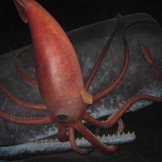 Colossal squid wallpaper