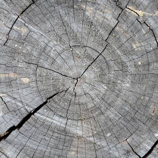 Tree stump wallpaper