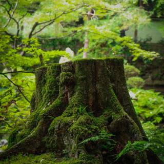 Tree stump wallpaper