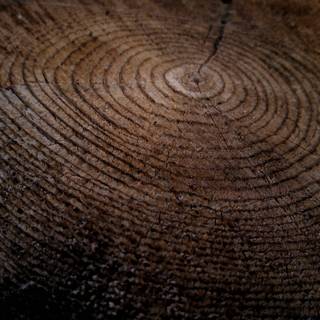 Tree stump wallpaper
