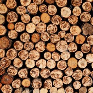 Tree stump wallpaper