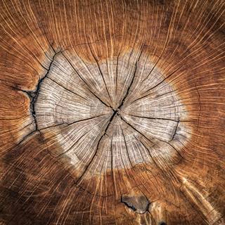 Tree stump wallpaper