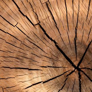 Tree stump wallpaper