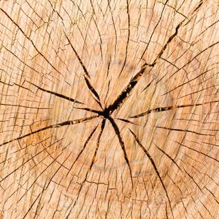 Tree stump wallpaper