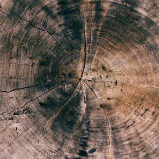 Tree stump wallpaper