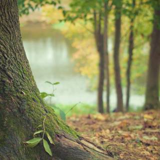 Tree stump wallpaper