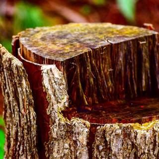Tree stump wallpaper