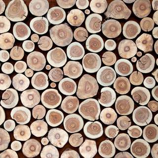 Tree stump wallpaper