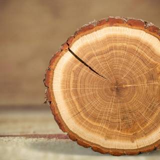 Tree stump wallpaper