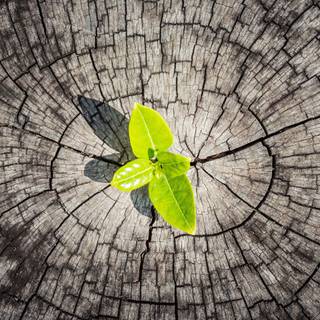 Tree stump wallpaper