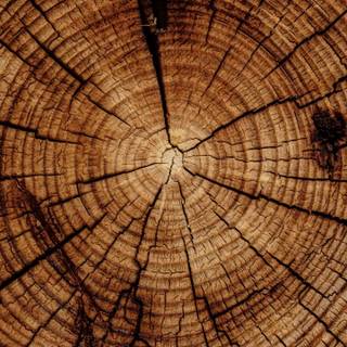 Tree stump wallpaper