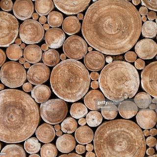 Tree stump wallpaper