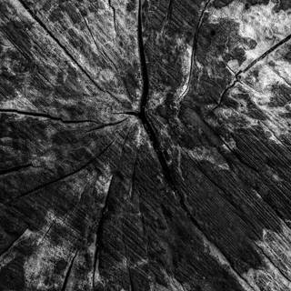 Tree stump wallpaper