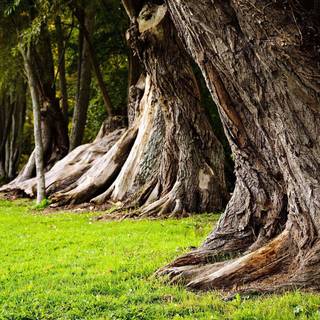 Tree stump wallpaper