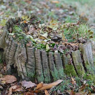 Tree stump wallpaper