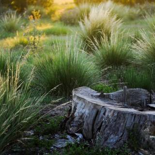 Tree stump wallpaper