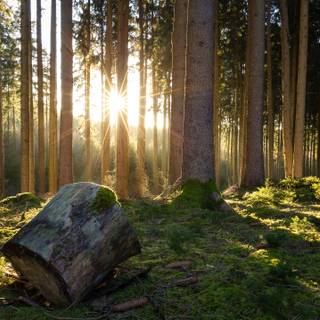 Tree stump wallpaper