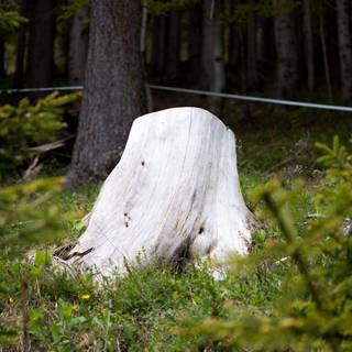 Tree stump wallpaper