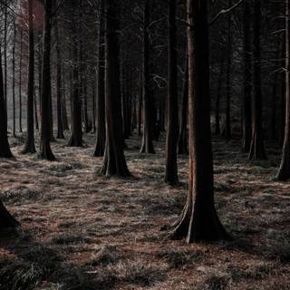 Tree stump wallpaper