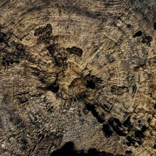 Tree stump wallpaper