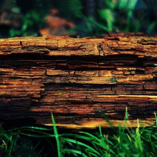 Tree stump wallpaper