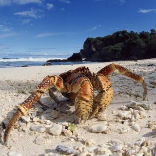 Christmas Island wallpaper