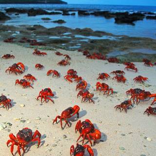 Christmas Island wallpaper