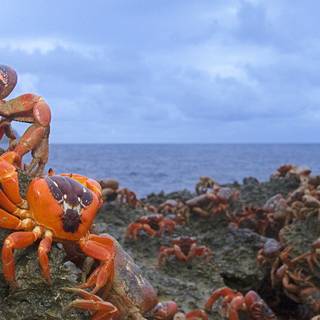 Christmas Island wallpaper