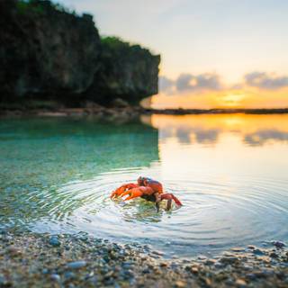 Christmas Island wallpaper