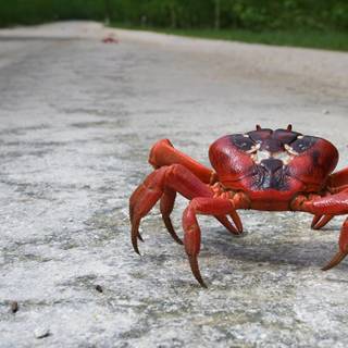 Christmas Island wallpaper