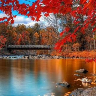 Nature 4k iPhone wallpaper