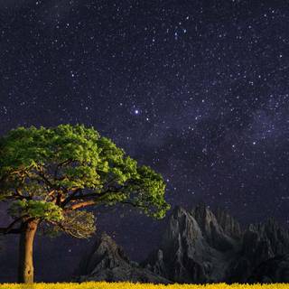 Nature 4k iPhone wallpaper