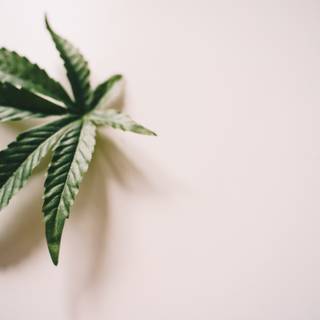 Marijuana leaves wallpaper