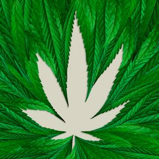 Marijuana leaves wallpaper