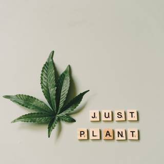 Marijuana leaves wallpaper