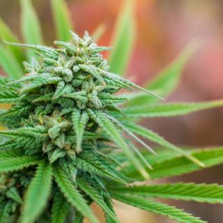 Marijuana leaves wallpaper