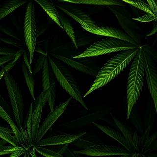 Pot leaves wallpaper