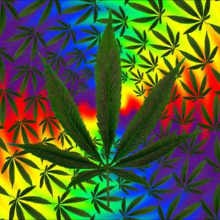 Pot leaves wallpaper