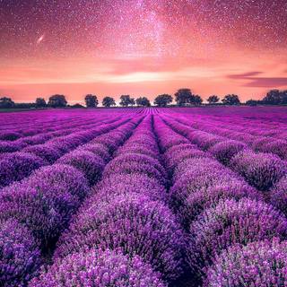 Lavender field iPhone wallpaper