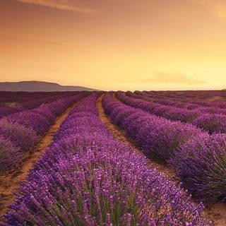 Lavender field iPhone wallpaper
