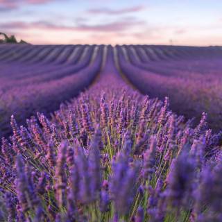 Lavender field iPhone wallpaper